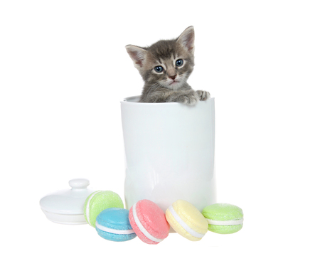 Small grey and cream colored tabby kitten peaking out of a white porcelain cookie jar paws on side of jar looking at viewer. Macaron cookies in front with lid to one side isolated on white background.の写真素材