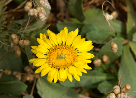 Close up on a small yellow gerbera daisy flower with yellow center, green center with white milky sap.の写真素材