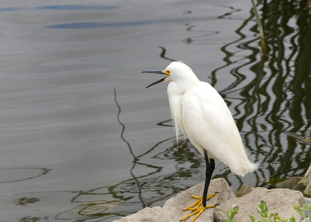 Snowy Egret standing on a rock next to a lake with beak wide open. These birds are protected in the United States by law, under the Migratory Bird Treaty Act.の写真素材