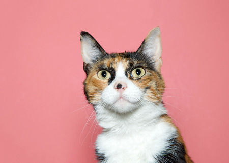 Close up portrait of a surprised calico cat looking at viewer. Pink background with copy space.の写真素材