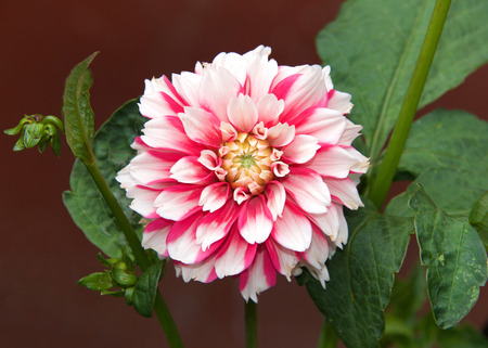 Close up on one Dahlia flower, bright pink and white. Dahlia is a genus of bushy, tuberous, herbaceous perennial plants native to Mexico.の写真素材