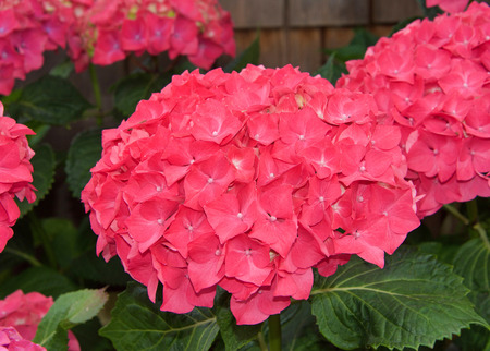 Close up of bright magenta pink hydrangea flower clusters. Beautiful background. Hydrangea is a genus of 70â75 species of flowering plants native to southern and eastern Asia and the Americas.の写真素材