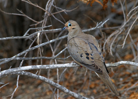 Mourning Dove on a tree branch looking around nervously. One of the most abundant and widespread of all North American birds and is also a leading game bird.の写真素材
