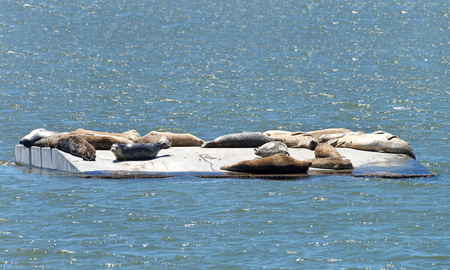 Harbor Seals relaxing in the sun on a man made platform in the San Francisco Bay adjacent to Alameda Island.の写真素材