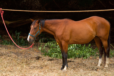 Brown and white horse tied up to a makeshift line along the side of a forest.の写真素材