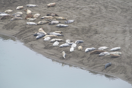 Harbor Seals hauled out on a sandy beach in Northern CA on an over cast day. When not actively feeding, they haul to rest and are gregarious when hauled out and during the breeding season.の写真素材