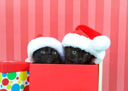 Two black kittens siblings brother sister popping out of a red holiday box wearing miniature santa hats, green table, red striped background.  Merry Muliti colored present next to them.の写真素材