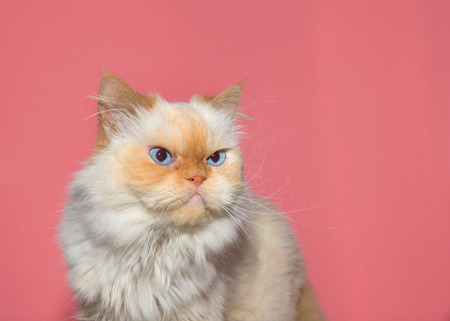 Close up portrait of a cream colored Peke-face Persian, which has an extremely flat face. Looks like a grumpy cat. Pink backgroundの写真素材