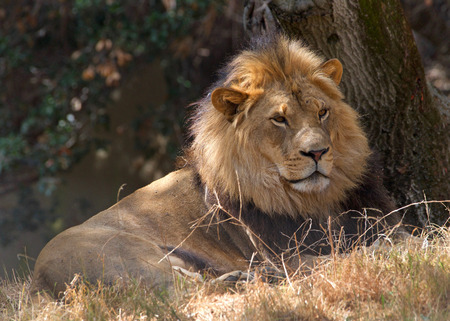 Young adult male lion laying on dry parched brown grass in the shade of trees looking off to viewers...