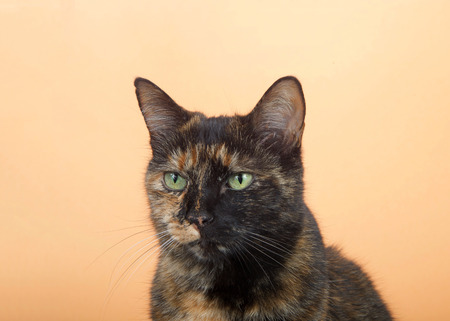 Portrait of one tortie torbie tabby cat on an orange background. Looking directly to viewers left with a curious attentive expression. Copy space.の写真素材