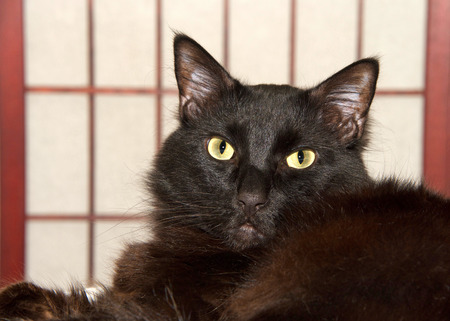 Close up portrait of one long haired all black cat laying on a white bedspread with folding wood screen in background, looking at viewer.の写真素材