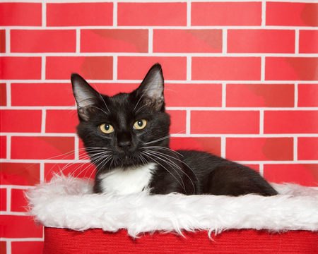 Portrait of an adorable tuxedo tabby cat sitting in a white fur lined red basket. Bright red brick background. Festive Christmas theme.の写真素材