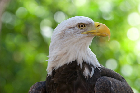 Close up portrait of a Bald Eagle, head and shoulders. Green trees OOF in background. The bald eagle is both the national bird and national animal of the United States of America.の写真素材