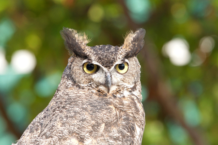 Close up portrait of a Great Horned Owl also known as the tiger owl. The great horned owl is generally colored for camouflage.の写真素材