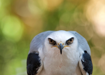 Close up of one white tailed kite staring intently at viewer. The white tailed kite is a small raptor found in western North America and parts of South Americaの写真素材
