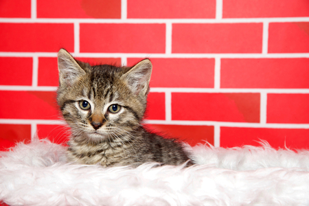 Portrait of an adorable tuxedo tabby kitten sitting in a white fur lined red basket looking at viewer. Bright red brick background. Festive Christmas theme.の写真素材