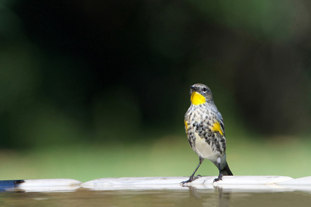 One male Yellow-rumped Warbler perched on a bird bathの写真素材
