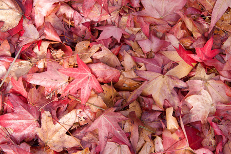 Close up many autumn leaves wet from rain. Sweet gumtree leaves, brown and red.の写真素材