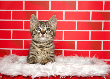 Portrait of an adorable tuxedo tabby kitten sitting in a white fur lined red basket, paws on the side, looking up at viewer. Bright red brick background. Festive Christmas theme.の写真素材