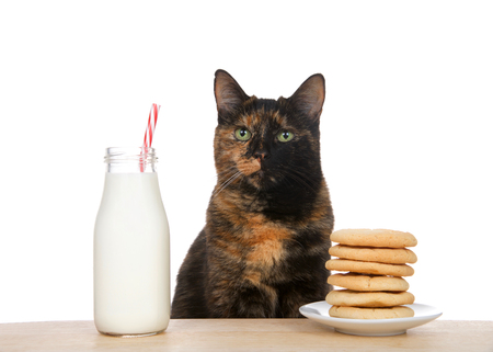Adorable Tortoiseshell tortie tabby cat sitting at a wood table with tall stack of dozen chocolate chip cookies on one side and a bottle of fresh milk on the other. Traditional holiday snack.の写真素材