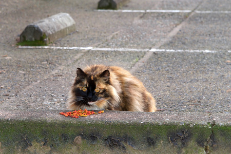 Abandoned stray feral cat in a parking lot. Trap-neuter-return programs help keep the feral cat population down. Domestic and feral cats kill more than a billion birds in Americaの写真素材