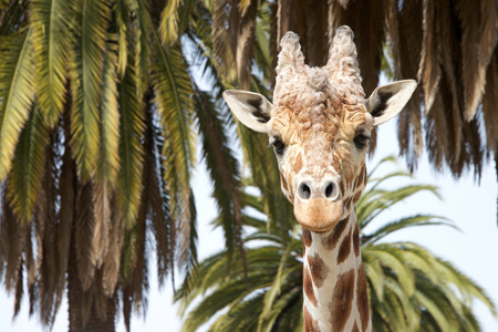 Close up portrait of one giraffe standing in front of palm trees looking down at viewerの写真素材