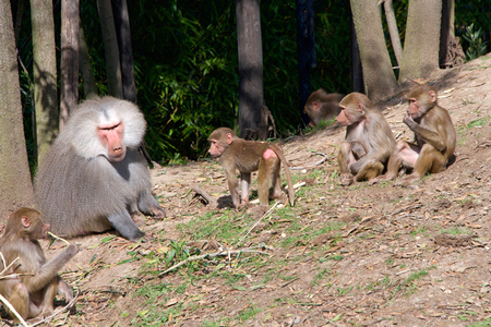 hamadryas baboons, native to the Horn of Africa and the southwestern tip of the Arabian Peninsula. One male silver back with young baboons, he tolerates the young and will carry and play with them.の写真素材
