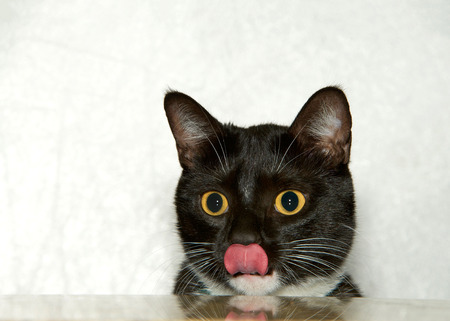 Portrait of one Tuxedo cat sitting peaking over a counter top licking face in anticipation of food. A tuxedo cat, or Felix cat in the UK, is a bicolor cat with a white and black coatの写真素材