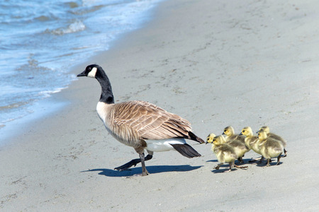 Mother Canada Goose leading goslings towards the water on a beach away from danger.