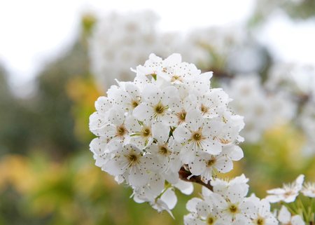 Close up on cluster of Cherry blossoms on a treeの写真素材