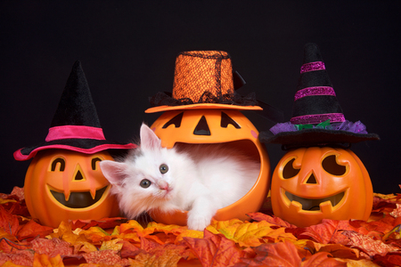 Fluffy white kitten peeking out of a pumpkin jack o lantern, two smiling jack o lanterns wearing witch hats on both sides. Fall leaves on ground with black background, Halloween them with catの写真素材