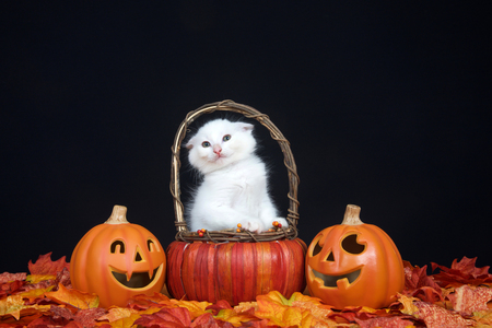White kitten sitting in pumpkin wicker basket, scrunching face so ears do not touch handles of basket. Fall leaves and jack o lantern style pumpkins with black background. Autumn Halloween themeの写真素材