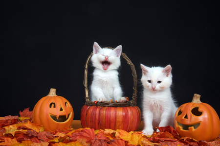 White kittens, one in basket looks like laughing hysterically, one sitting next to basket looking down towards leaves, jack o lantern style pumpkins on each side, black background. Autumn Halloweenの写真素材