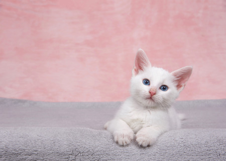 Small fluffy white kitten laying on a fluffy gray blanket looking directly at viewer. Textured marbled pink background. Copy spaceの写真素材