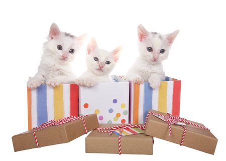 Three fuzzy white kittens sitting in decorative present boxes with polka dots and stripes, soft pastel type colors with brown cardboard type box lids laying in front. Isolated on white background.の写真素材