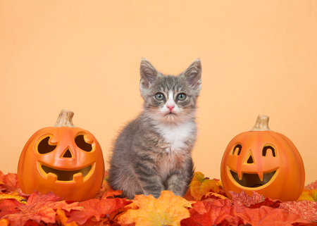 One small tabby kitten gray and white in orange and yellow fall autumn leaves with jack o lantern pumpkins sitting on each side. Orange background. copy space.の写真素材