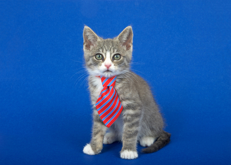 Gray and white kitten wearing a red and blue striped tie, sitting on a blue background looking at viewer. Horizontal formatの写真素材