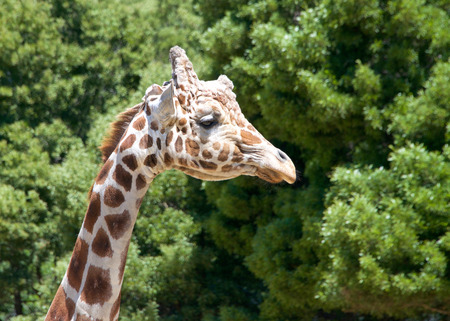 Portrait of a giraffe looking to viewers right. Tall green leafy trees in the background.の写真素材