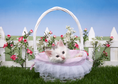 One fluffy white kitten laying in a white wicker basket looking directly at viewer. Basket on green grass, white picket fence with pink roses and white flowers behind, blue sky backgroundの写真素材