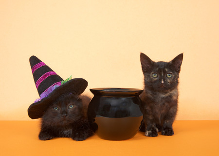 two black kittens sitting next to a black cauldron on an orange background. Tortie tabby and black long haired kitten wearing a purple and black witches hat.の写真素材