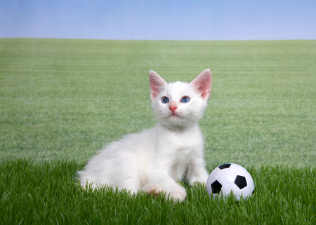 One white kitten with a miniature soccer ball playing in green grass, field of grass behind to skyline. Fun sports theme with animals.の写真素材