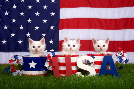 Three fluffy white small kittens sitting in patriotic designed pots on green grass, American flag in background, USA blocks in front.の写真素材