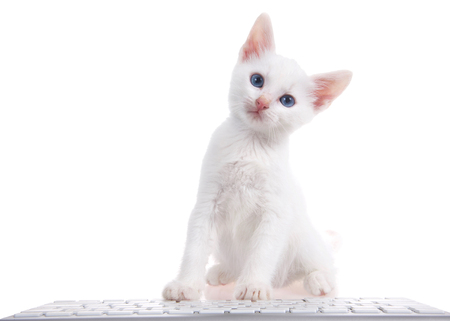 One fluffy white kitten with pretty blue eyes sitting on a white surface with computer keyboard in front of him isolated on white background.の写真素材