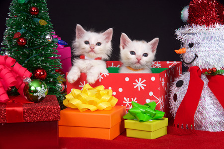 Two fluffy white kittens sitting in a holiday box next to tiny Christmas tree surrounded by brightly colored presents with bows, looking directly at viewer.の写真素材
