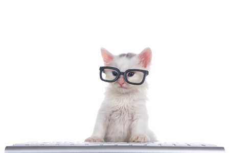 One cute adorable fluffy white kitten wearing black geeky glasses looking slightly to viewers left, sitting in front of a computer keyboard isolated on white background.の写真素材