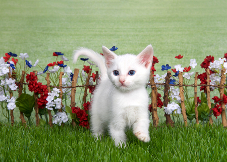 Small medium haired white kitten with light brown spot on top of head standing in green grass  in front of stick fence with red, white, blue flowers, green grassy field in background. Looking to leftの写真素材