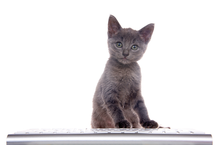 Small dark gray kitten sitting in front of computer keyboard, paws on keys looking at viewer. Isolated on white background. Fun computer technology theme with kittensの写真素材