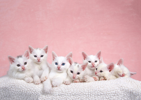 Seven fluffy white kittens laying on an off white sheepskin bed looking forward, pink background.の写真素材