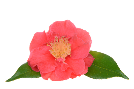 Camellia japonica isolated on white background. Known as common camellia,  or Japanese camellia, is one of the best known species of the genus Camellia. Sometimes called the Rose of winterの写真素材