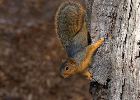 Squirrel holding onto a tree. The fox squirrel, Sciurus niger, also known as the eastern fox...